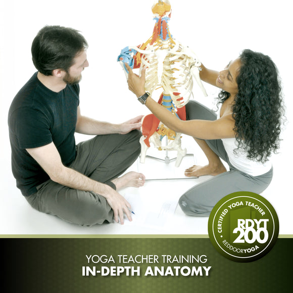 Red Door Yoga teacher using a skeleton to teach a Yoga student human anatomy.
